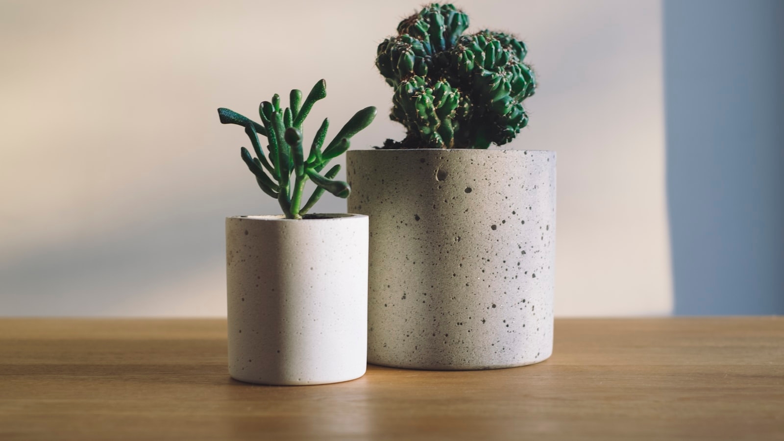 Shallow focus photography of potted plants